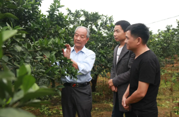 2020年5月23日,赣州市信丰县大塘长岗村的客乡橙园里,“赣南脐橙引种第一人”袁守根(左)在传授脐橙种植技术 刘青 摄