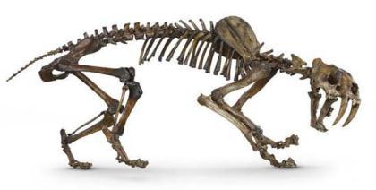 Saber-Toothed&nbsp;Cat&nbsp;(Photo&nbsp;Source:&nbsp;www.xinhuanet.com)