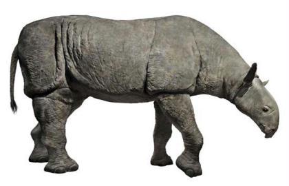 Indricotherium&nbsp;(Photo&nbsp;Source:&nbsp;www.xinhuanet.com)