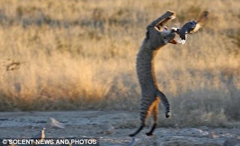 The&nbsp;cat&nbsp;tries&nbsp;to&nbsp;grab&nbsp;the&nbsp;bird&nbsp;as&nbsp;he&nbsp;jumps&nbsp;high&nbsp;into&nbsp;the&nbsp;air