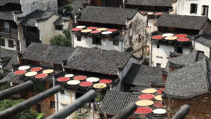 A palette of autumn: Sun-kissed harvests in Jiangxi