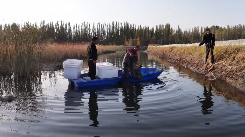 Desert aquaculture base in Xinjiang enters harvest season