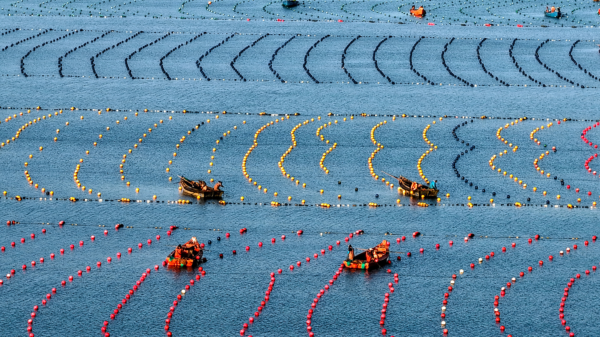 Kelp nursery season in full swing