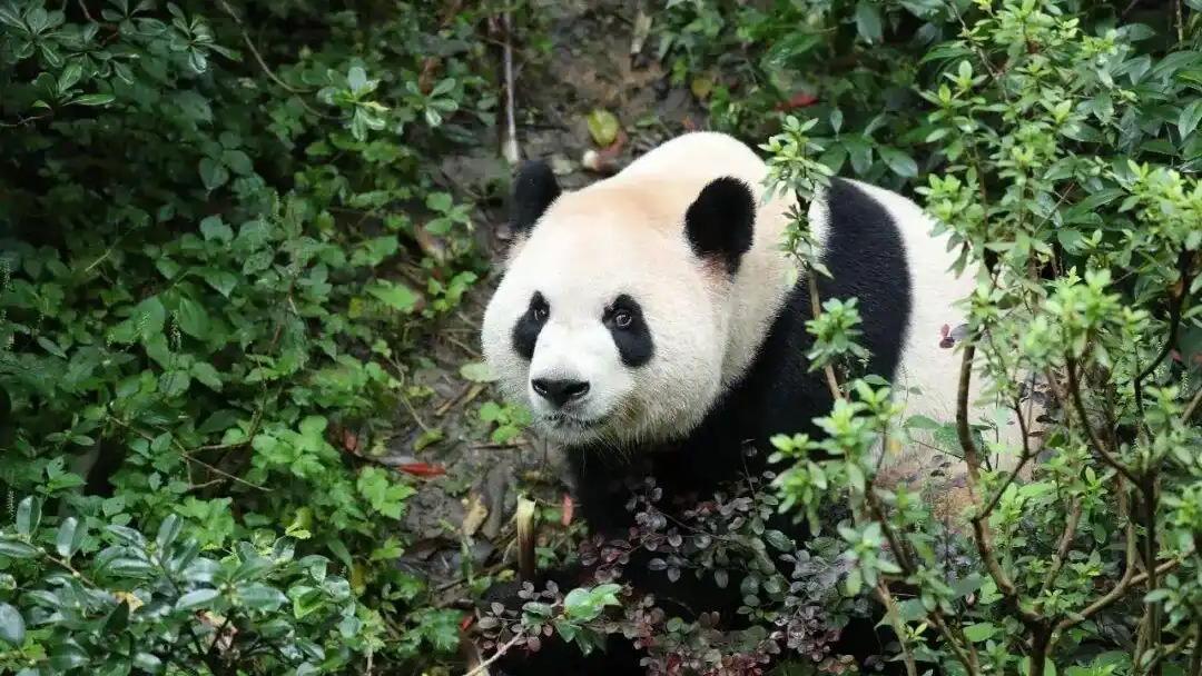 Two new giant pandas are expected to arrive in Atlanta, US