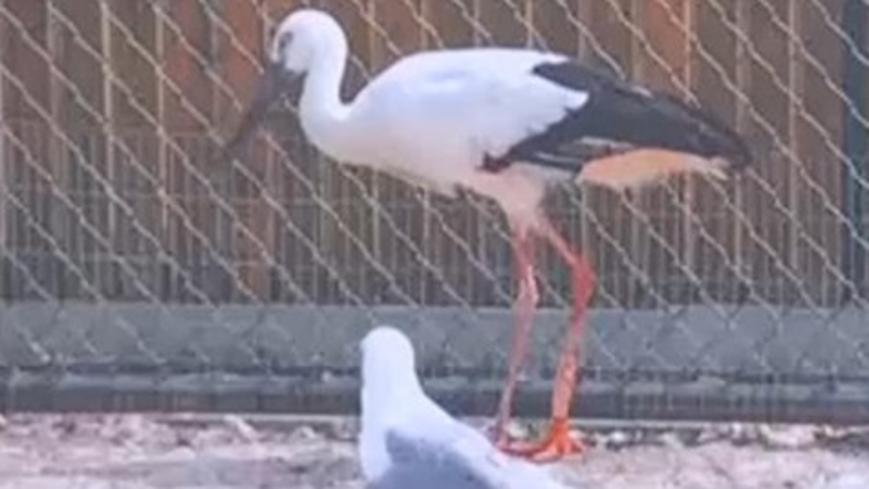 Prosthetic leg gives oriental white stork new life in China