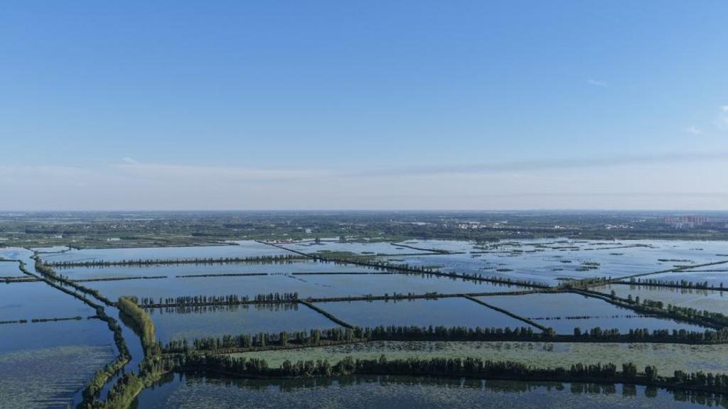A glimpse of early summer scenery in Xiong'an