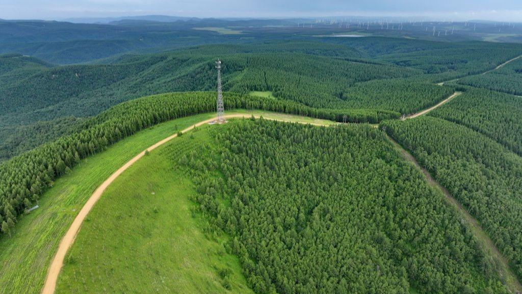 Summer scenery of Saihanba mechanized forest farm
