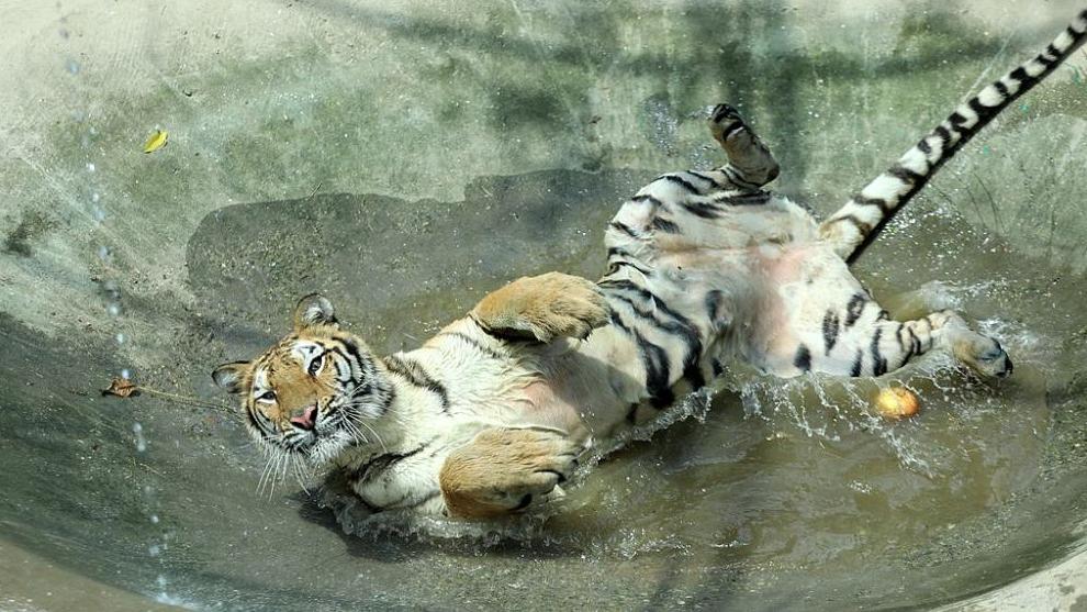 Thoughtful cooling care for animals at Wenling Zoo