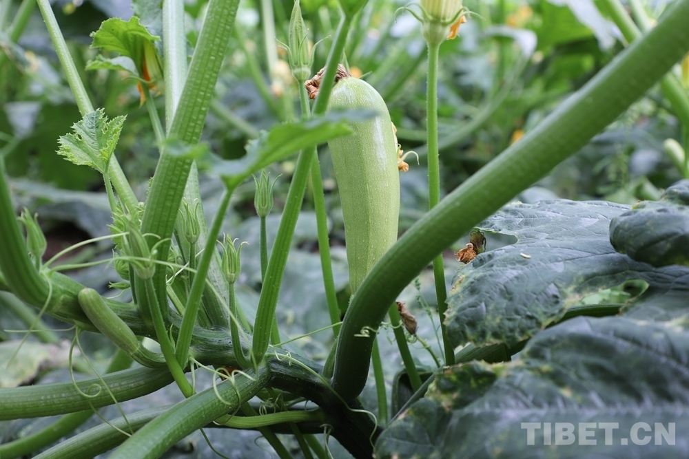 基地新鲜欲滴的蔬菜 摄影：贾华加