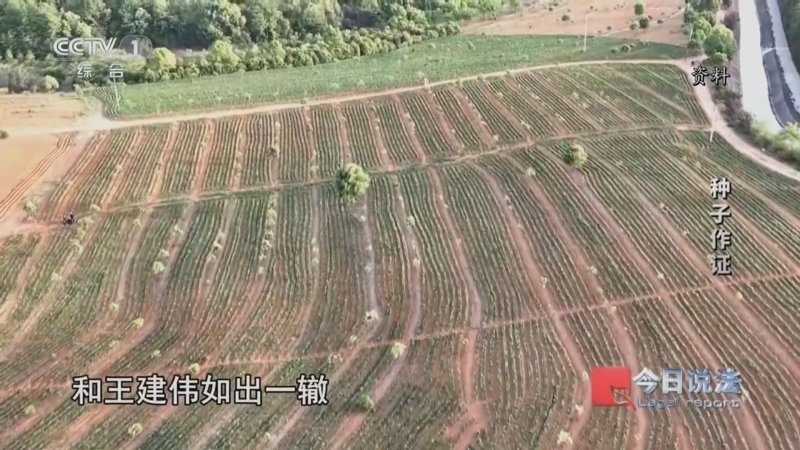 《今日说法》 20250702 种子作证