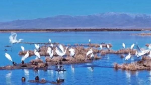 川悦四季｜春风渡高原 万鸟入画来