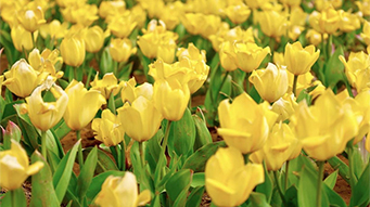 北京城市副中心这个春天整了哪些“花”活？