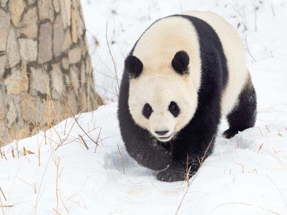 北京大熊猫萌萌雪地漫步