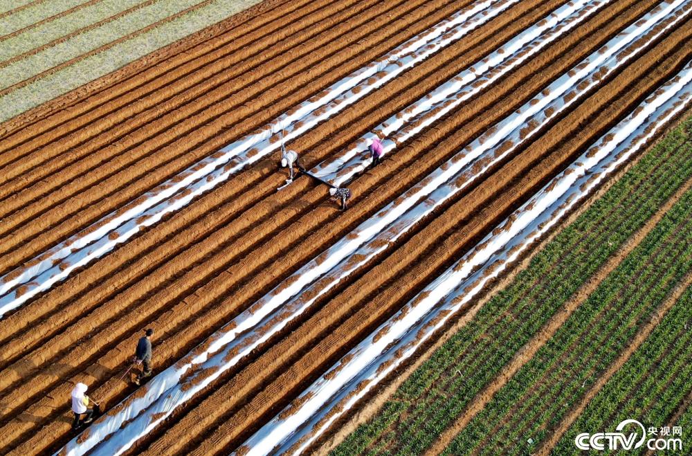 山东临沂农民田间为土豆覆盖地膜