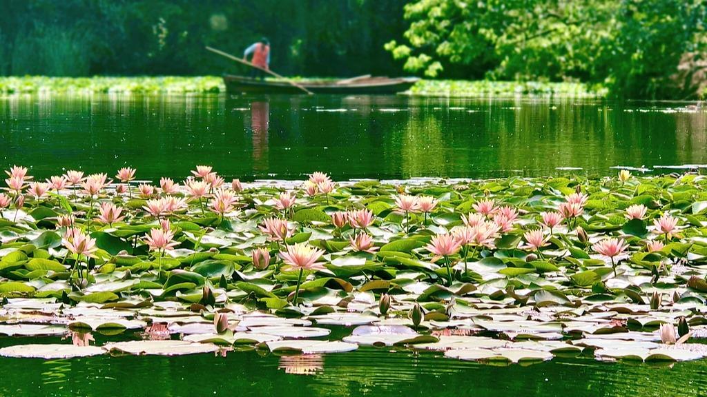 Maojiabu, Hangzhou: Early Summer Water Lilies in Full Bloom