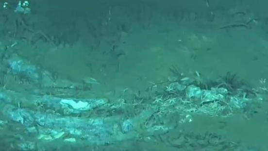 5.3-million-year-old whale graveyard hotspot found in Indian Ocean