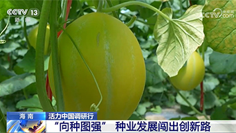 海南：“向种图强” 种业发展闯出创新路