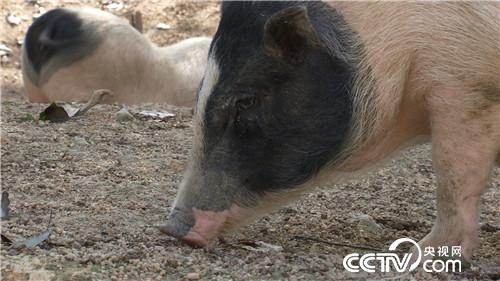[致富经]一个习惯 年卖千万 他让财富满山跑 20190314 