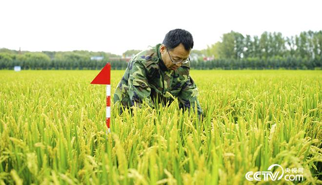 金立军在试验田中察看水稻长势。