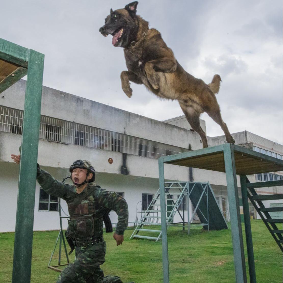 部队训犬员图片