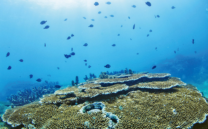 抓好海洋资源开发保护为建设美丽中国提供蓝色动力