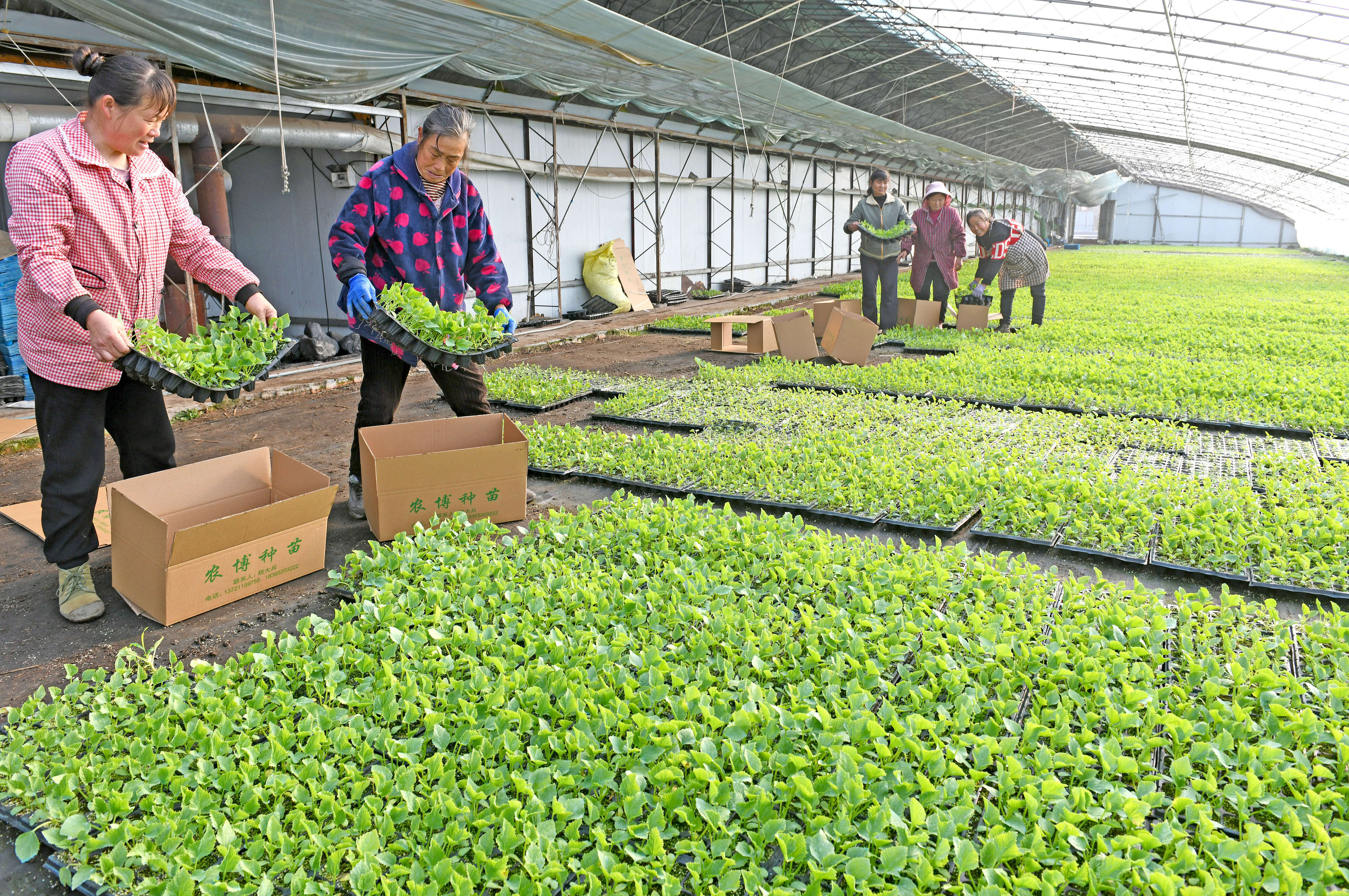 2026年2月4日，安徽淮南，种植户在农博生态园内将培育的甜瓜苗装箱销往全国各地。